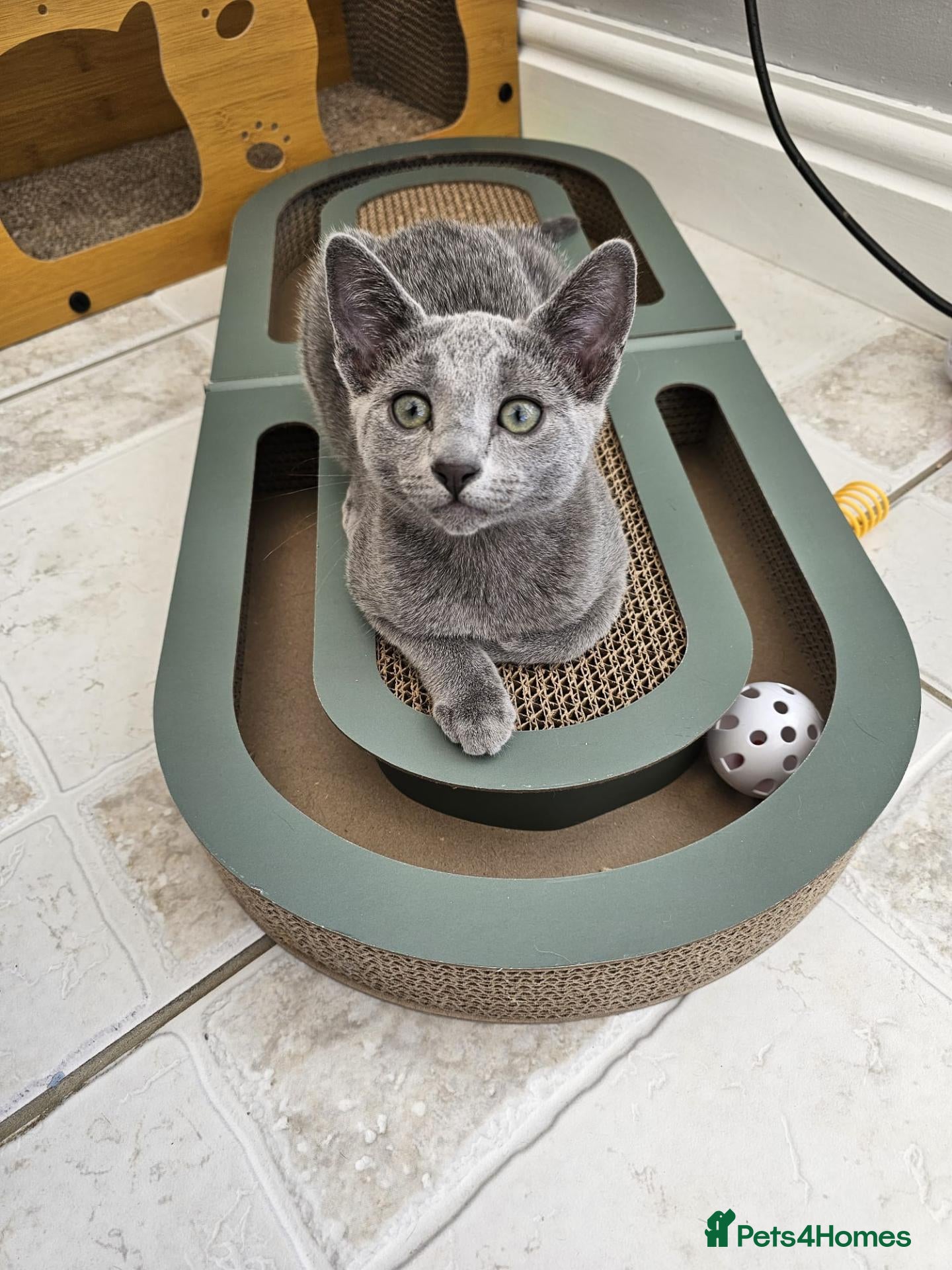 Russian Blue cats Russian Bule GCCF registered female kitten - Advert 8