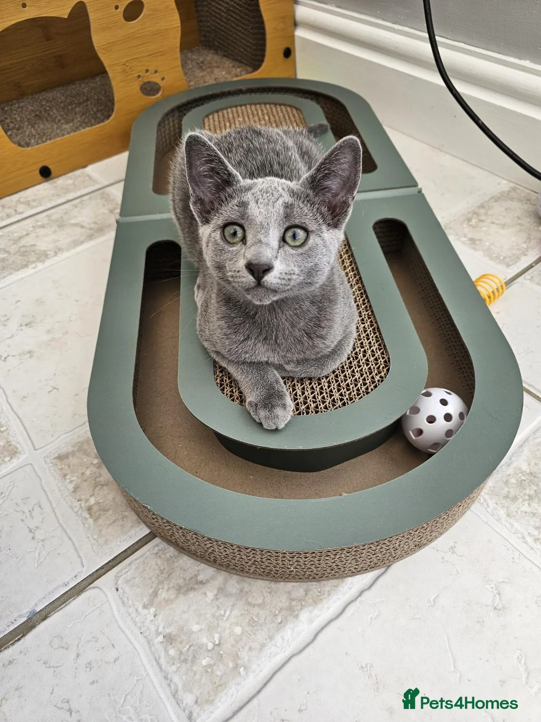 Russian Blue cats for sale: Russian Bule GCCF registered female kitten - Advert 1
