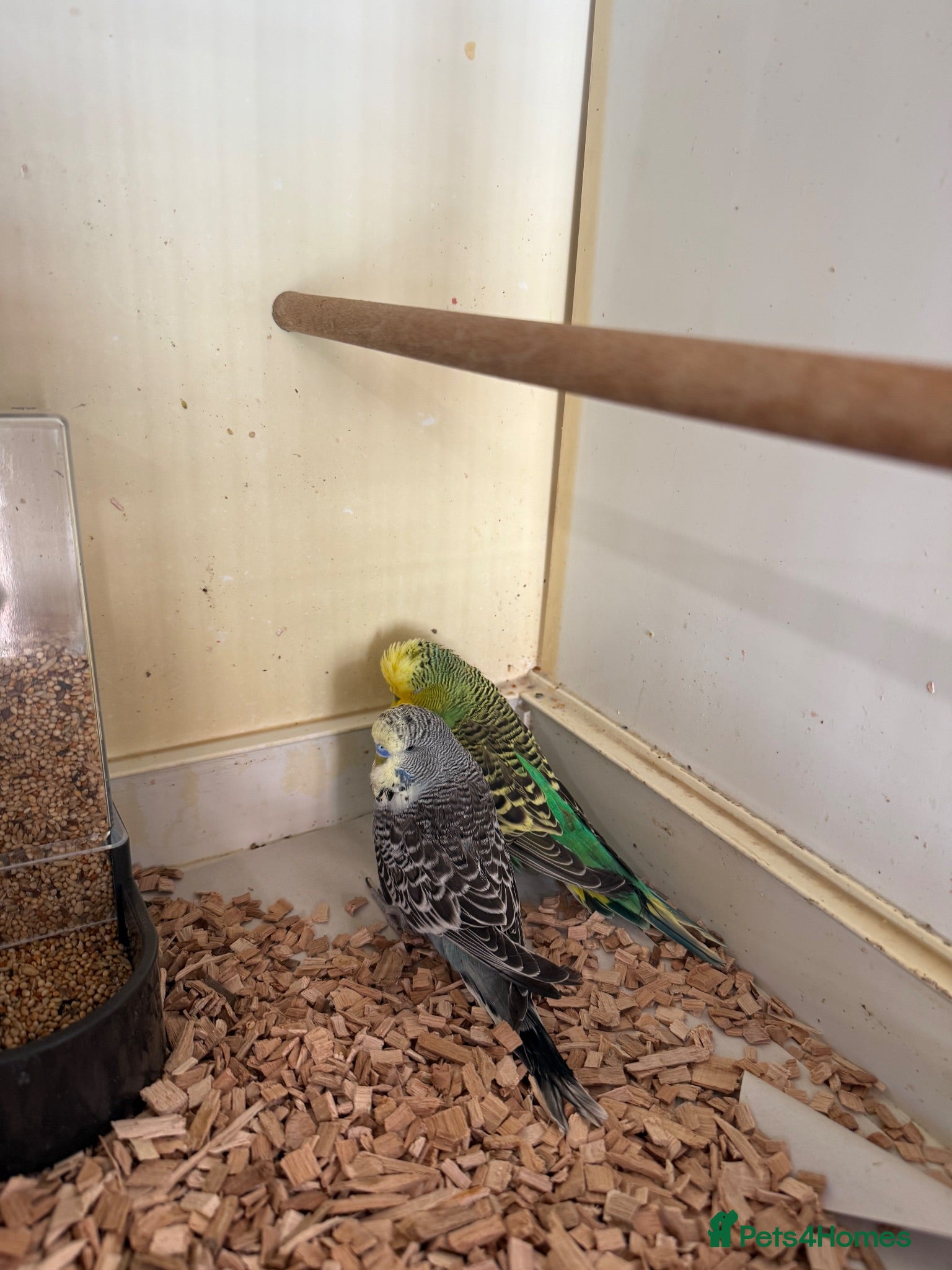 Budgerigars birds English budgies - Advert 2