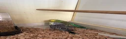 Budgerigars birds for sale: English budgies - Advert 2
