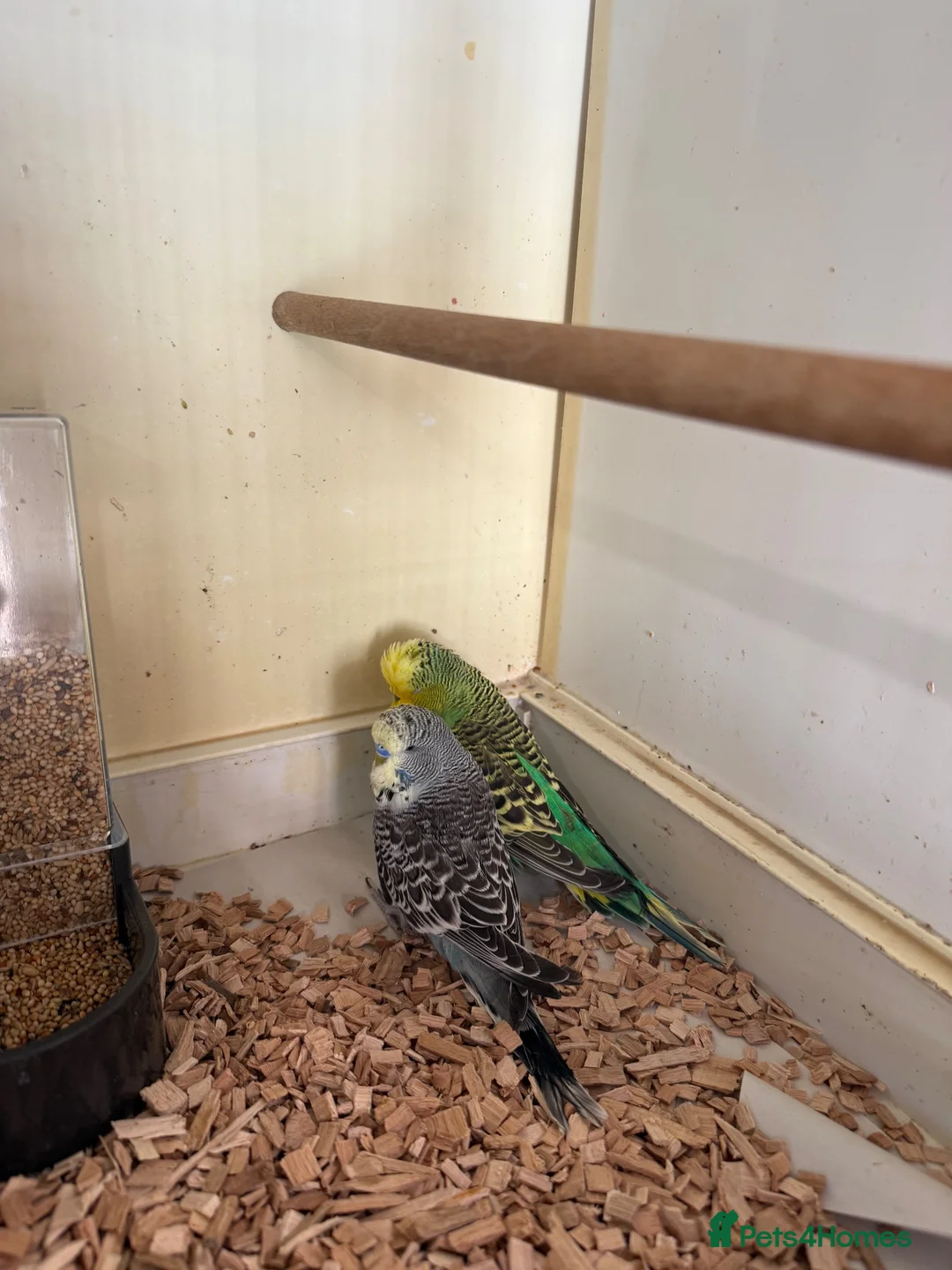 Budgerigars birds for sale: English budgies - Advert 2