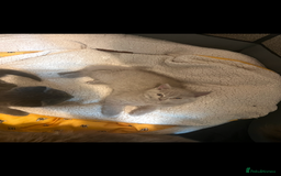 British Shorthair cats for sale: British shorthair - Image 5