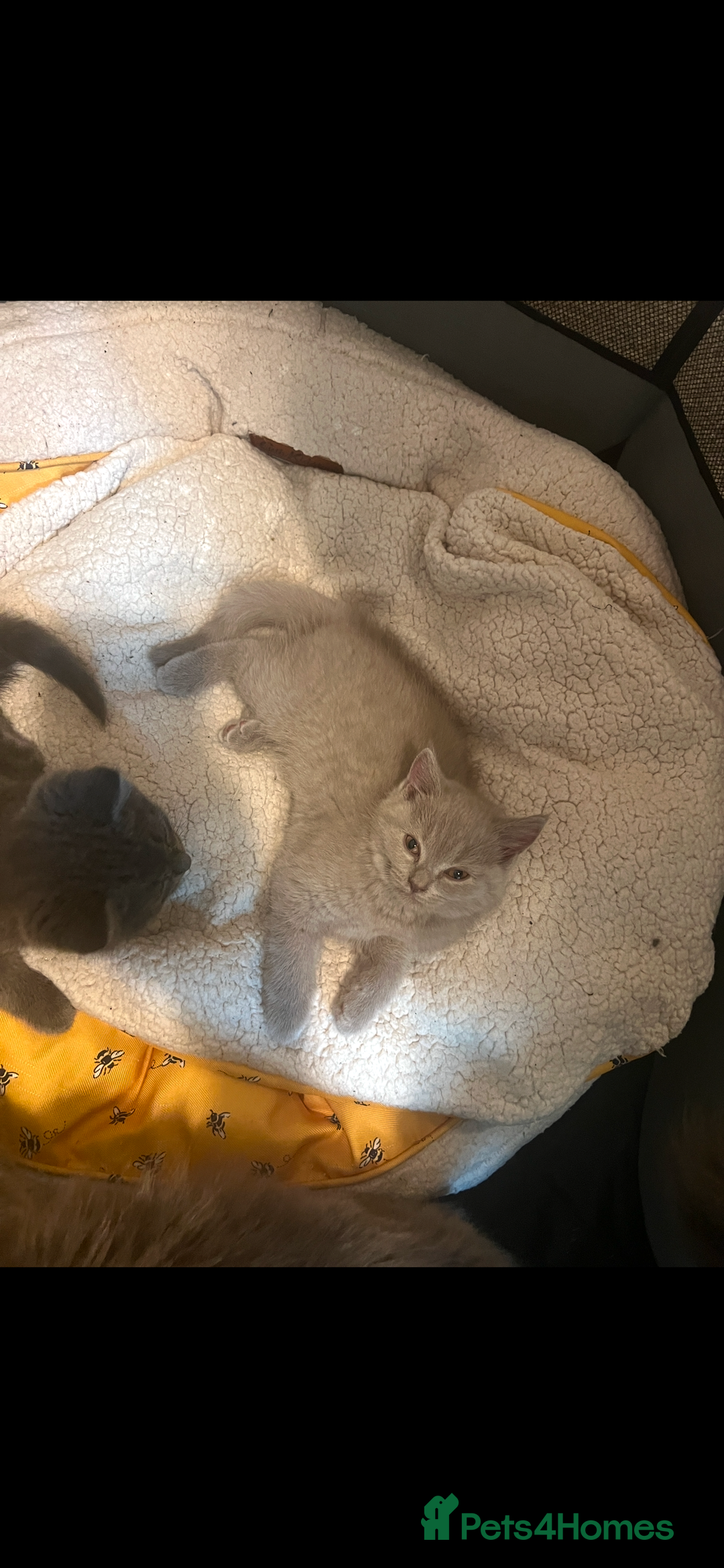 British Shorthair cats for sale: British shorthair - Image 5