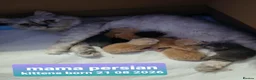 British Shorthair cats for sale: Variety of colours kittens Bradford  - Advert 28
