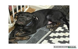 Cane Corso dogs for sale: Last 2 cane corso girls  - Image 8