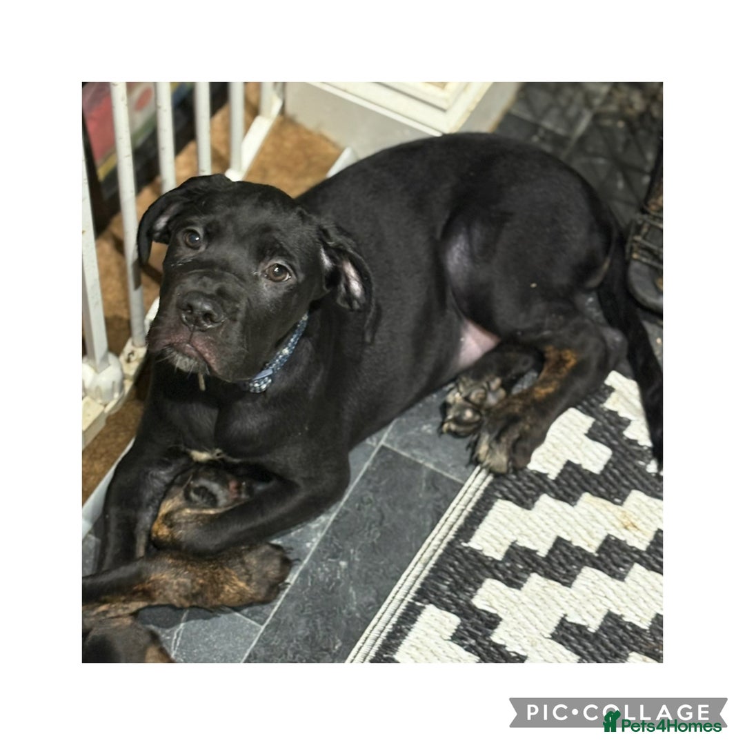 Cane Corso dogs for sale: Last 2 cane corso girls  - Image 8