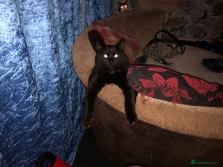 British Longhair cats Buddy and bear - Advert 18