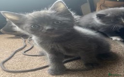 Ragdoll cats for sale: Ragdoll X kittens  - Image 1