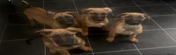 Mixed Breed dogs for sale: Litter of 10 Gsd X Mal  - Advert 3