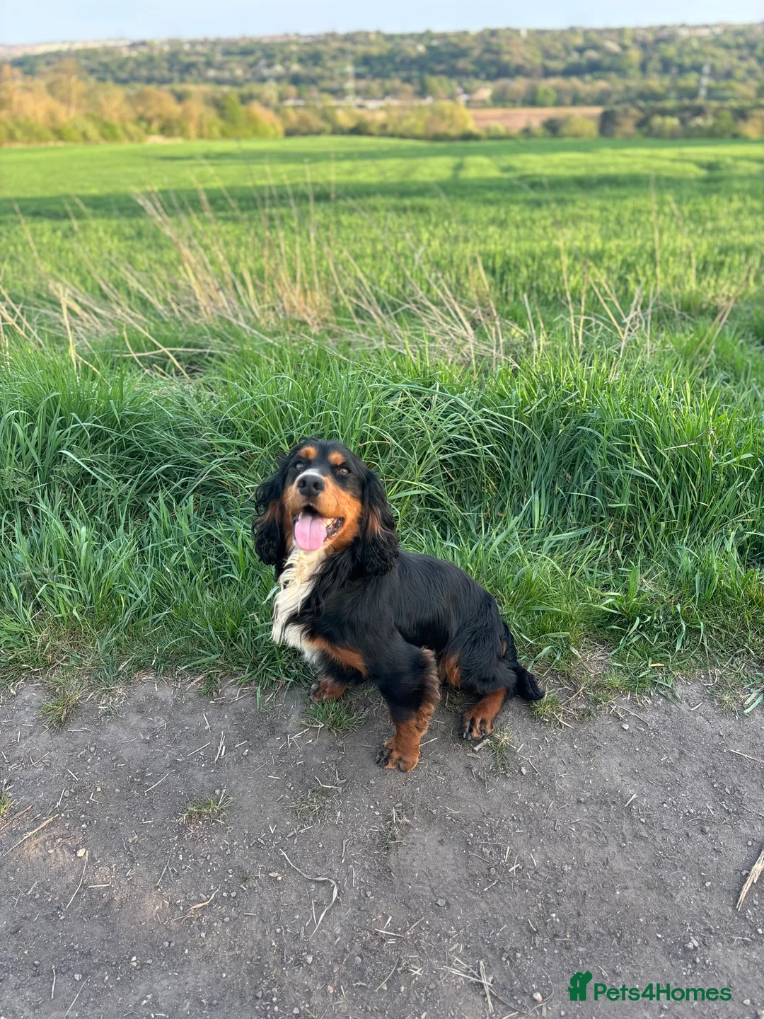 Cocker Spaniel dogs for stud: FULLY HEALTH TESTED FTW SIRED COCKER SPANIEL(STUD) in Newcastle upon Tyne - Advert 12