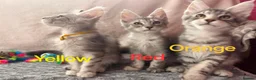 Maine Coon cats for sale: Maine Coon Kittens 🌟Tica Registered  - Advert 24