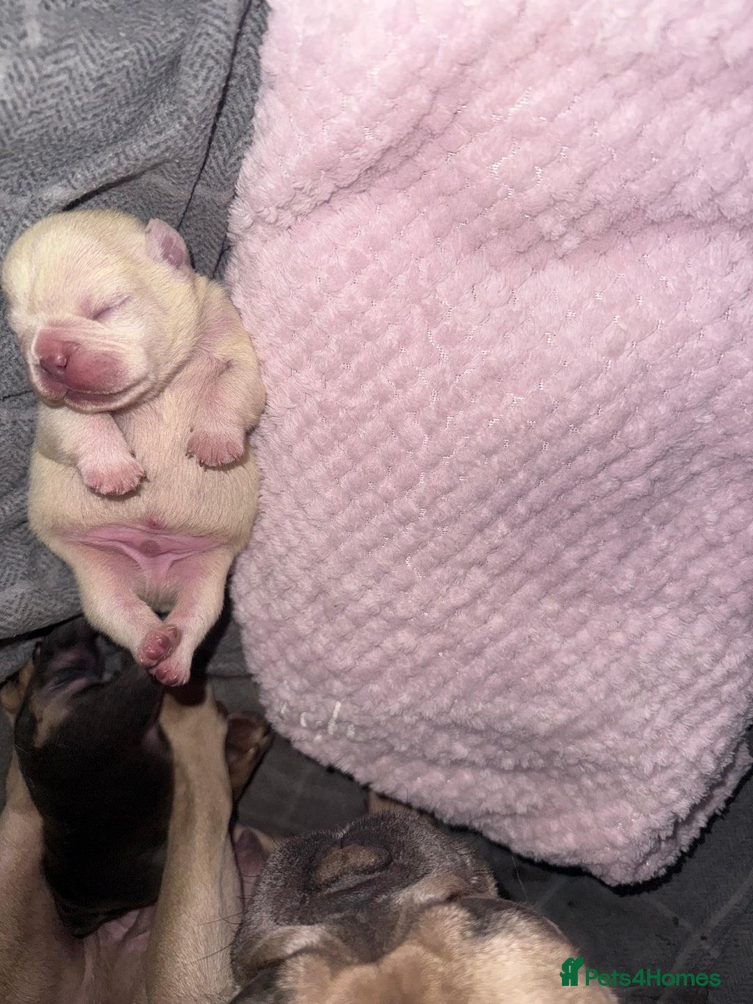 French Bulldog dogs for sale: Puppy frenchies for sale!! - Advert 18