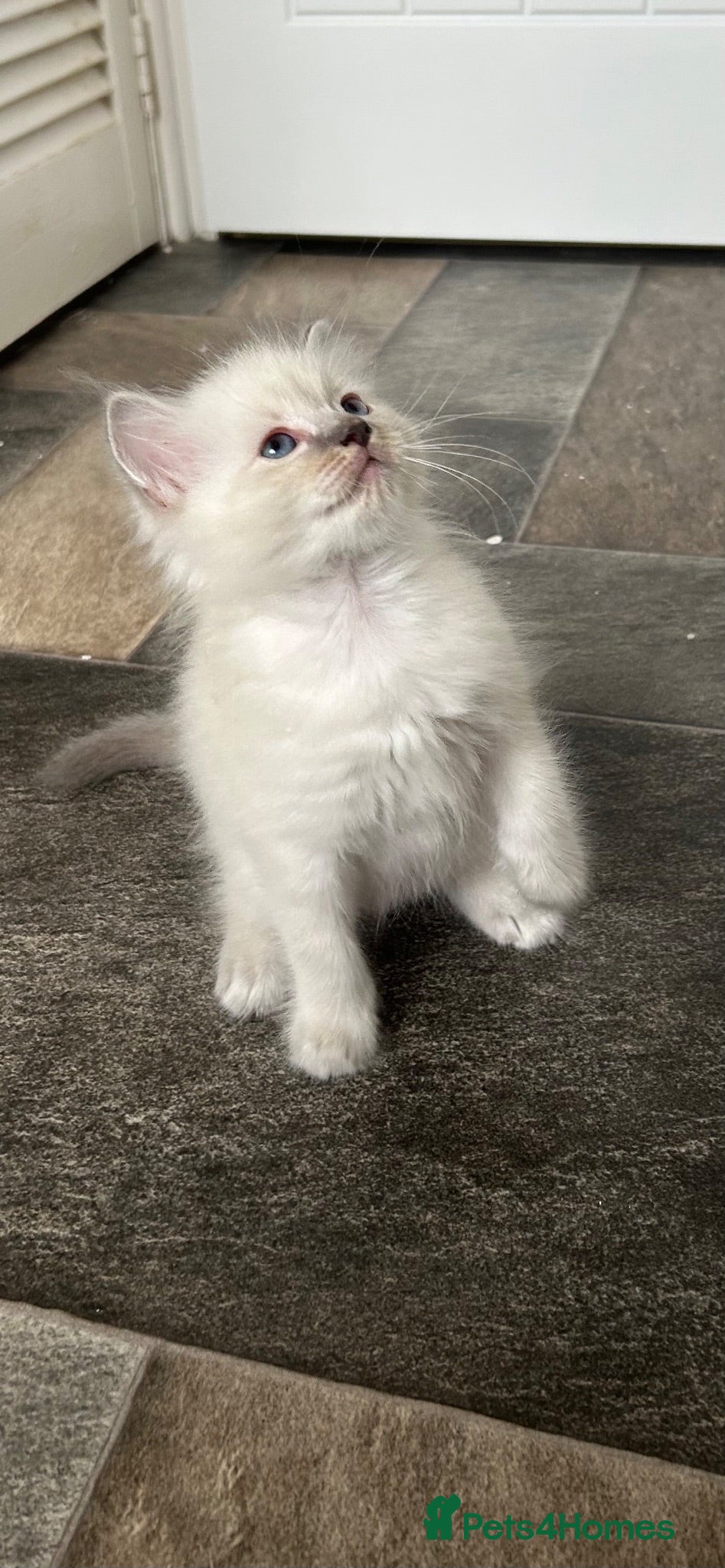 Ragdoll cats Beautiful pure Lynx Ragdoll male  - Advert 2