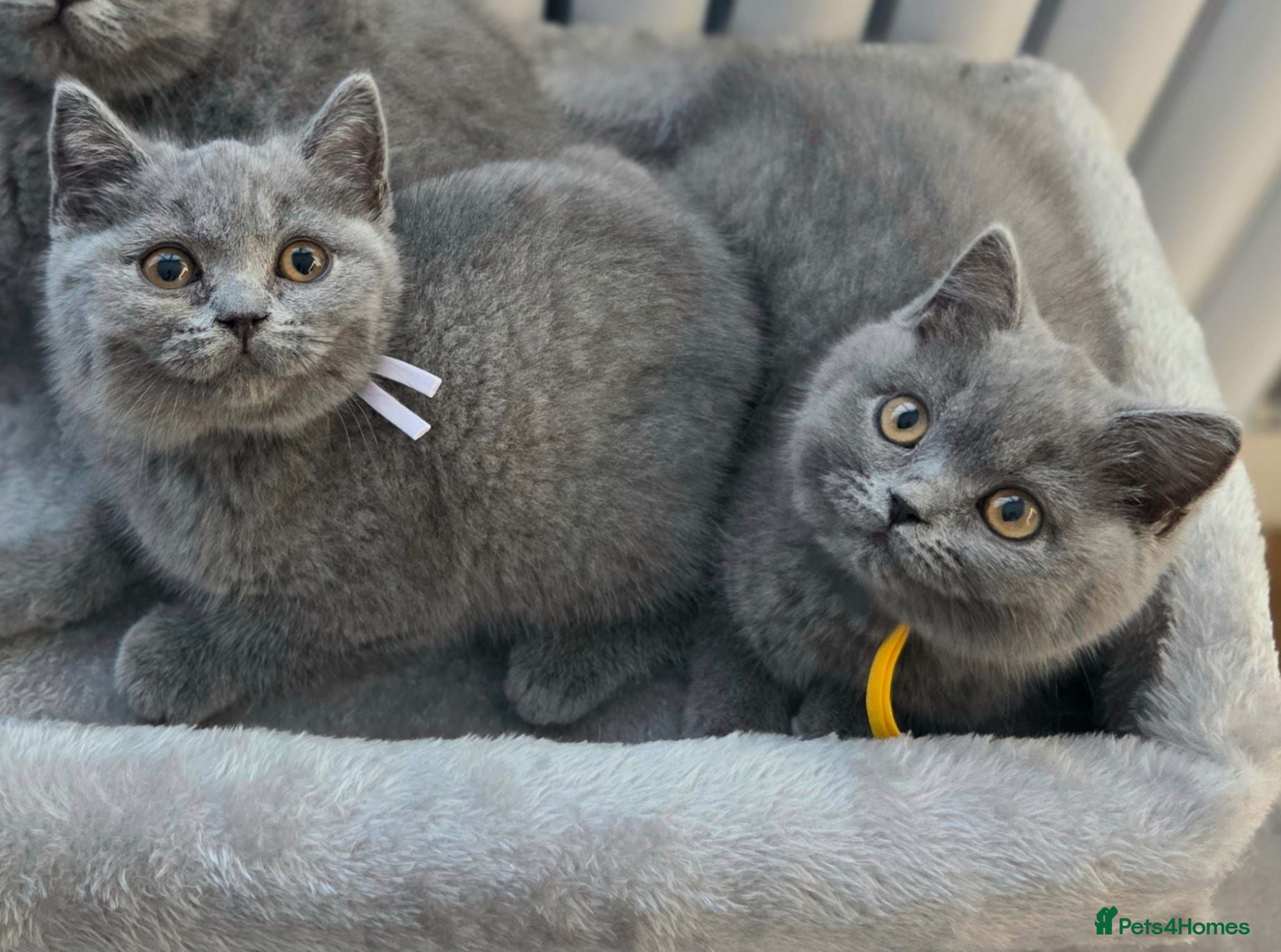 British Shorthair cats Blue British Shorthair ✨ chunky teddy bear kittens - Advert 1