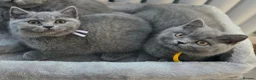 British Shorthair cats for sale: Blue British Shorthair ✨ chunky teddy bear kittens - Advert 1