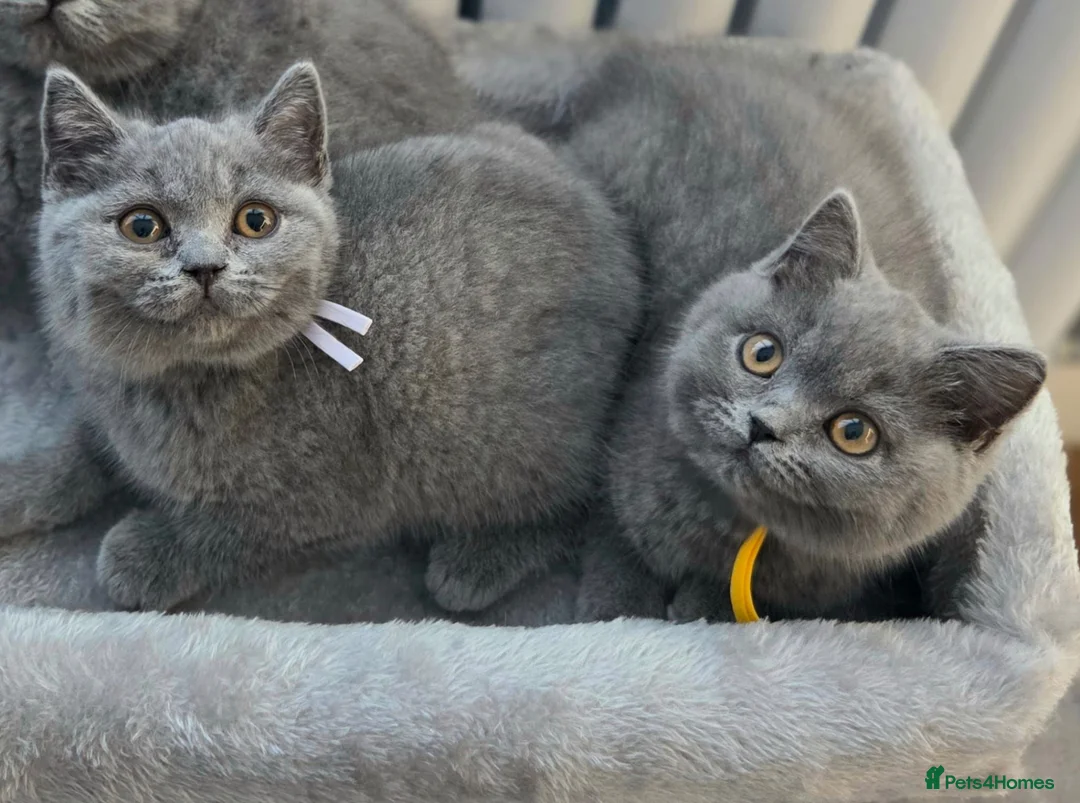British Shorthair cats for sale: Blue British Shorthair ✨ chunky teddy bear kittens - Advert 1