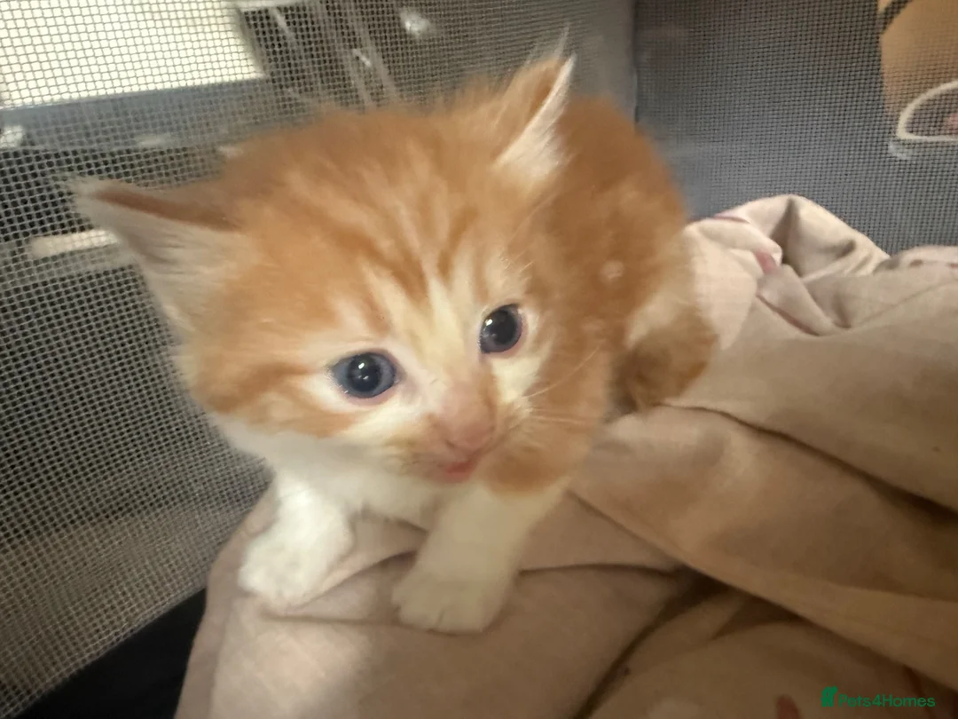 Mixed Breed cats for sale: Ragdoll x - Advert 2