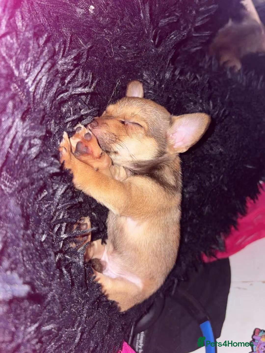 Mixed Breed dogs for sale: chihuahua mixed breed - Advert 22