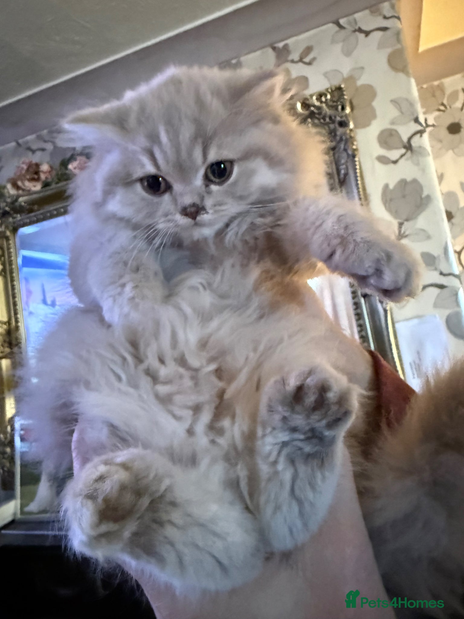 British Longhair cats for sale: British longhair pedigree  - Advert 1