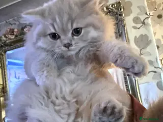 British Longhair cats for sale: British longhair pedigree - Advert 1