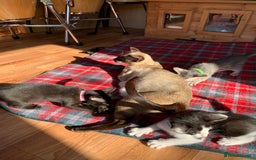 Siamese cats for sale: 2 half Siamese kittens  - Image 6