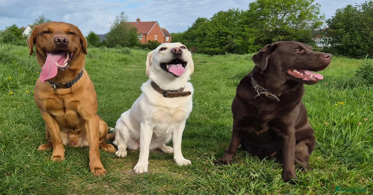 Labrador Retriever Puppies for sale in Midhurst, West Sussex | Pets4Homes