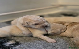 Golden Retriever dogs for sale: KC registered health tested puppies - Image 12