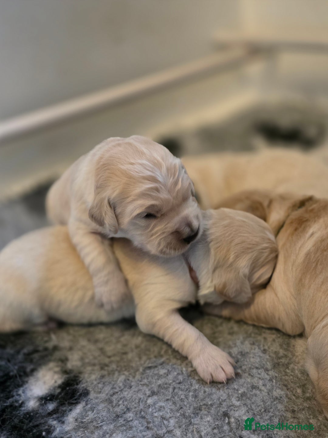 Golden Retriever dogs for sale: KC registered health tested puppies - Image 12