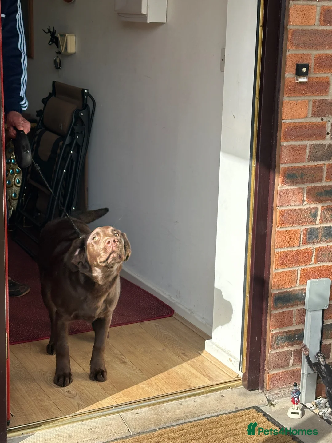 Labrador Retriever dogs for sale: Labrador retriever  - Advert 2