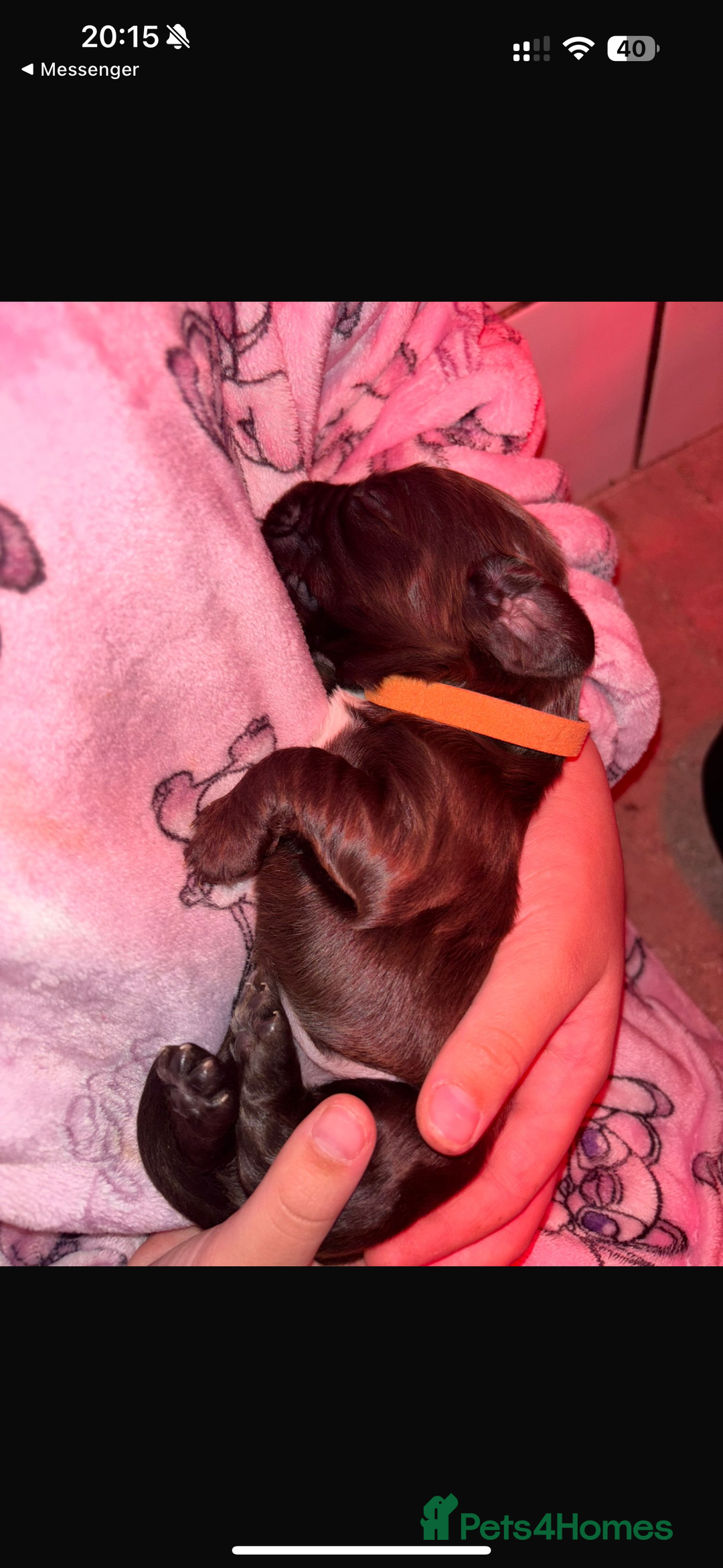 Sprocker dogs for sale: Sprocker Puppies - Image 7