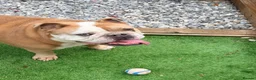English Bulldog dogs for sale: Beautiful Boy looking for his forever home  in Wellingborough - Advert 5