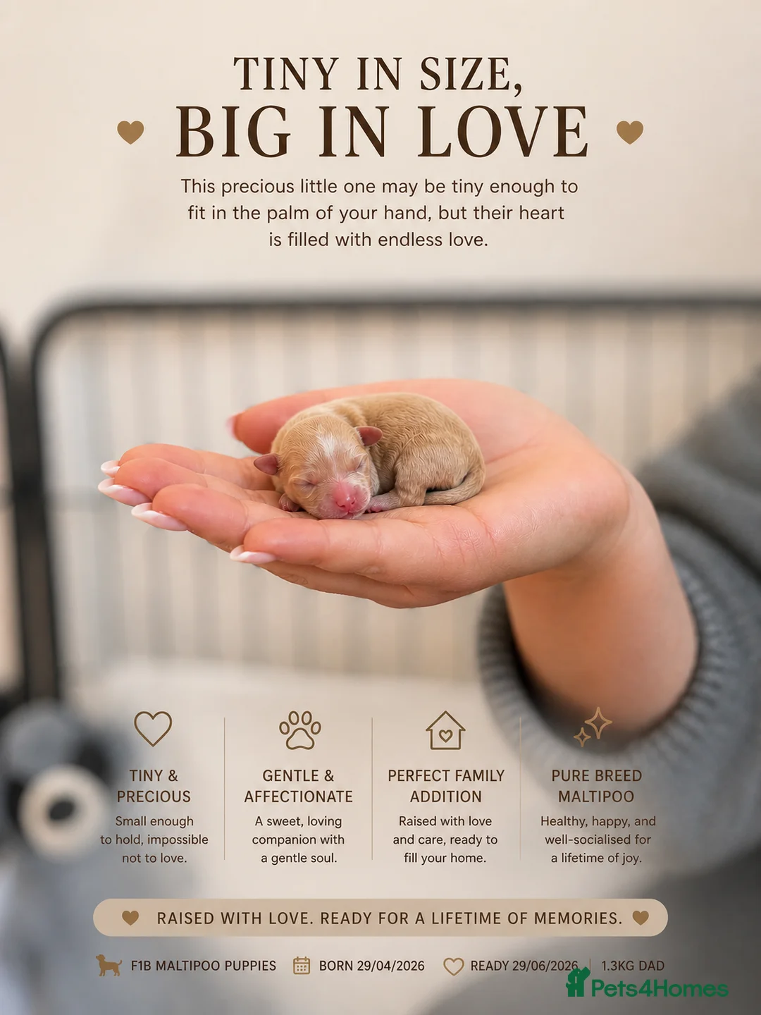 Maltipoo dogs for sale: RARE Tiny  **  F1B Maltipoo Puppies – Ready June in London - Advert 5