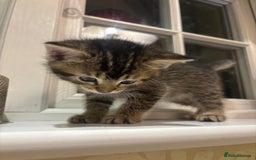 Mixed Breed cats for sale: 4 Persian chinchilla mix breed kittens  - Image 5