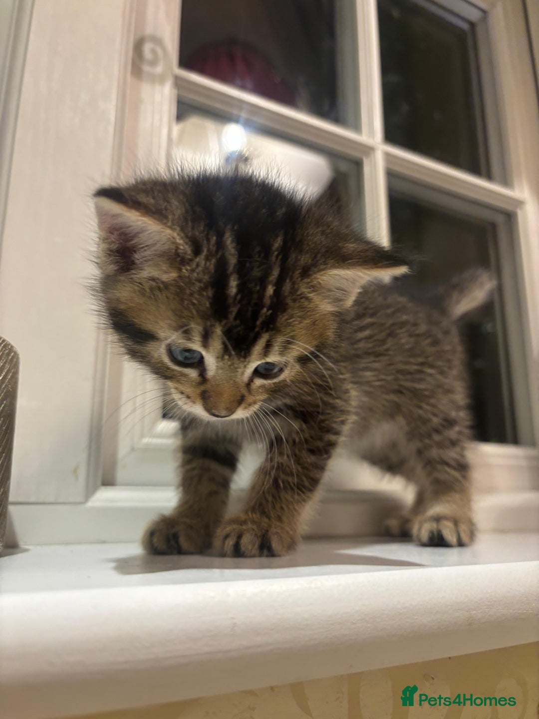 Mixed Breed cats for sale: 4 Persian chinchilla mix breed kittens  - Image 5
