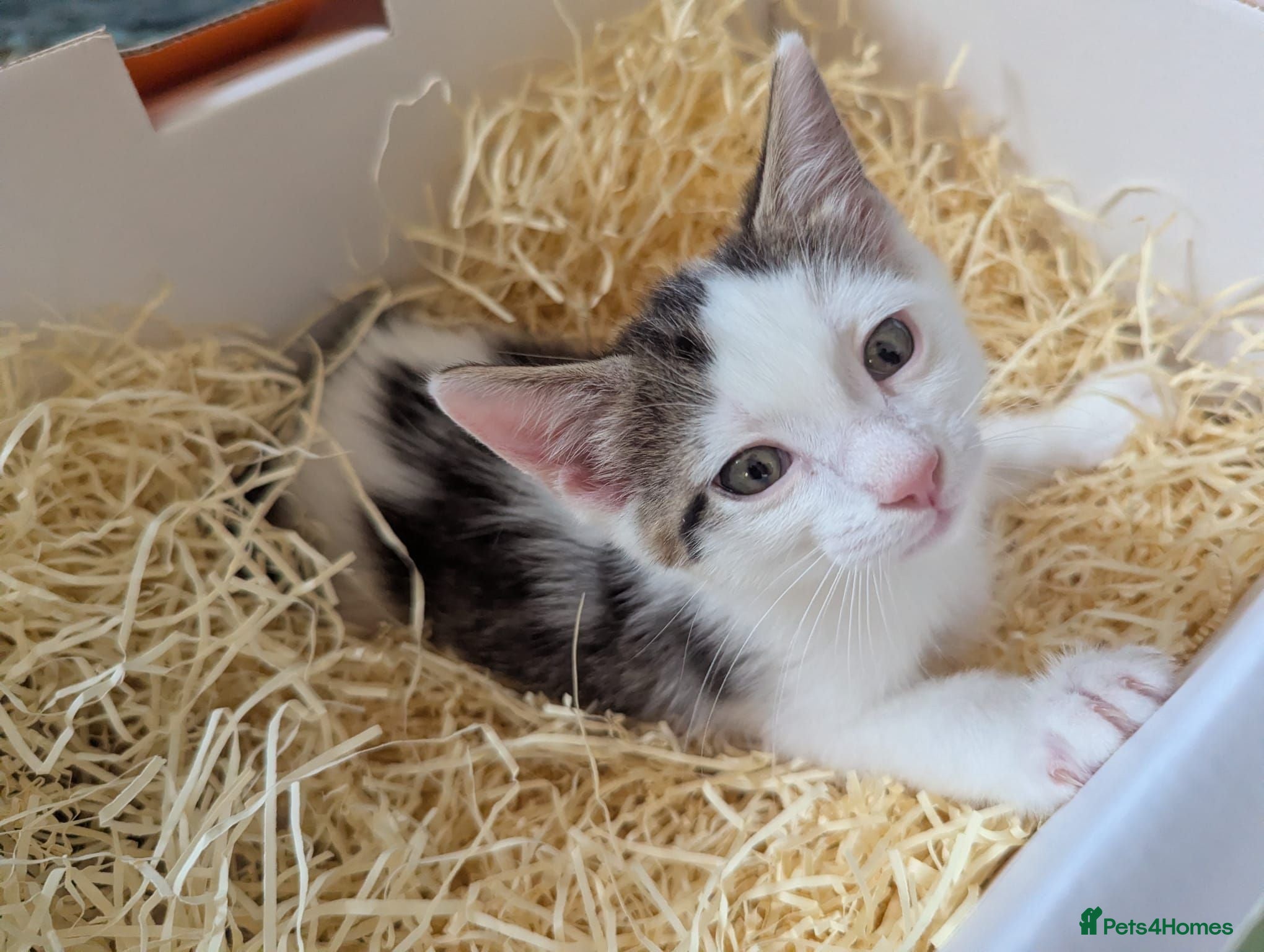 Mixed Breed cats Black and white female kitten - Advert 18