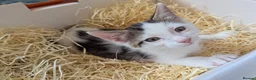 Mixed Breed cats for sale: Black and white female kitten in Dagenham - Advert 1