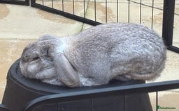 French Lop rabbits for sale: Bonded French Lops  - Image 2