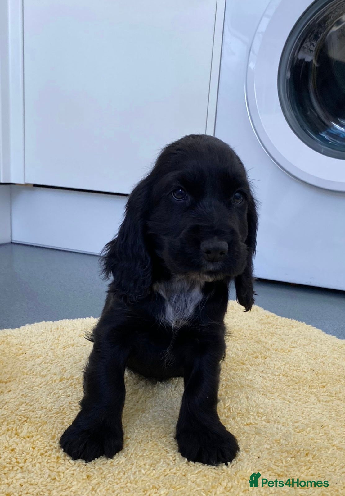 Cocker Spaniel dogs Beautiful Show Type Cocker Spaniel Puppies - Advert 1