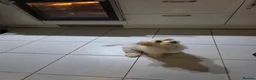 Malshi dogs for sale: 5 Months Old Malshi in Bootle - Advert 8