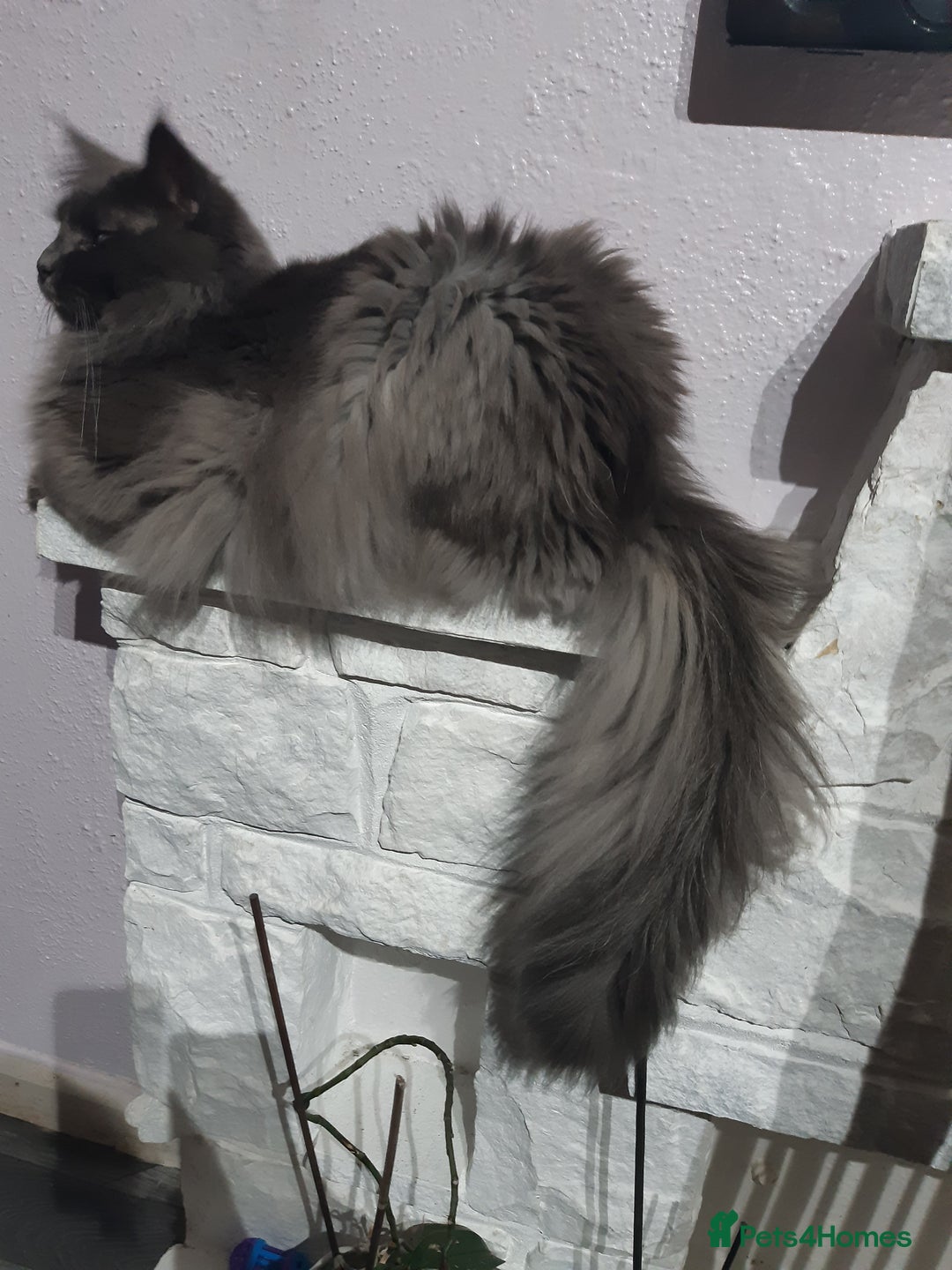 Maine Coon cats for sale: Maine Coon boy  - Advert 10