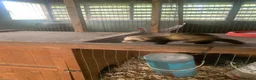 Ferret rodents for sale: Micro hob ferret forsale in Bromyard - Advert 3