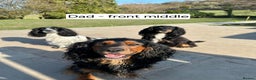 Cocker Spaniel dogs for sale: Working Cocker Spaniels (F1B) health checked. - Advert 17