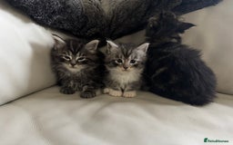 Maine Coon cats for sale: XXL kittens ready September  - Image 5