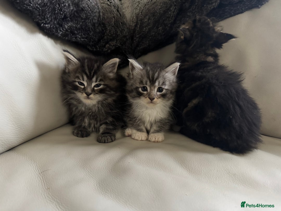 Maine Coon cats for sale: XXL kittens ready September  - Image 5