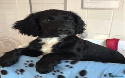 Cocker Spaniel dogs for sale: LAST PUPPY, READY 2 GO, 5* COCKER SPANIELS - Image 6