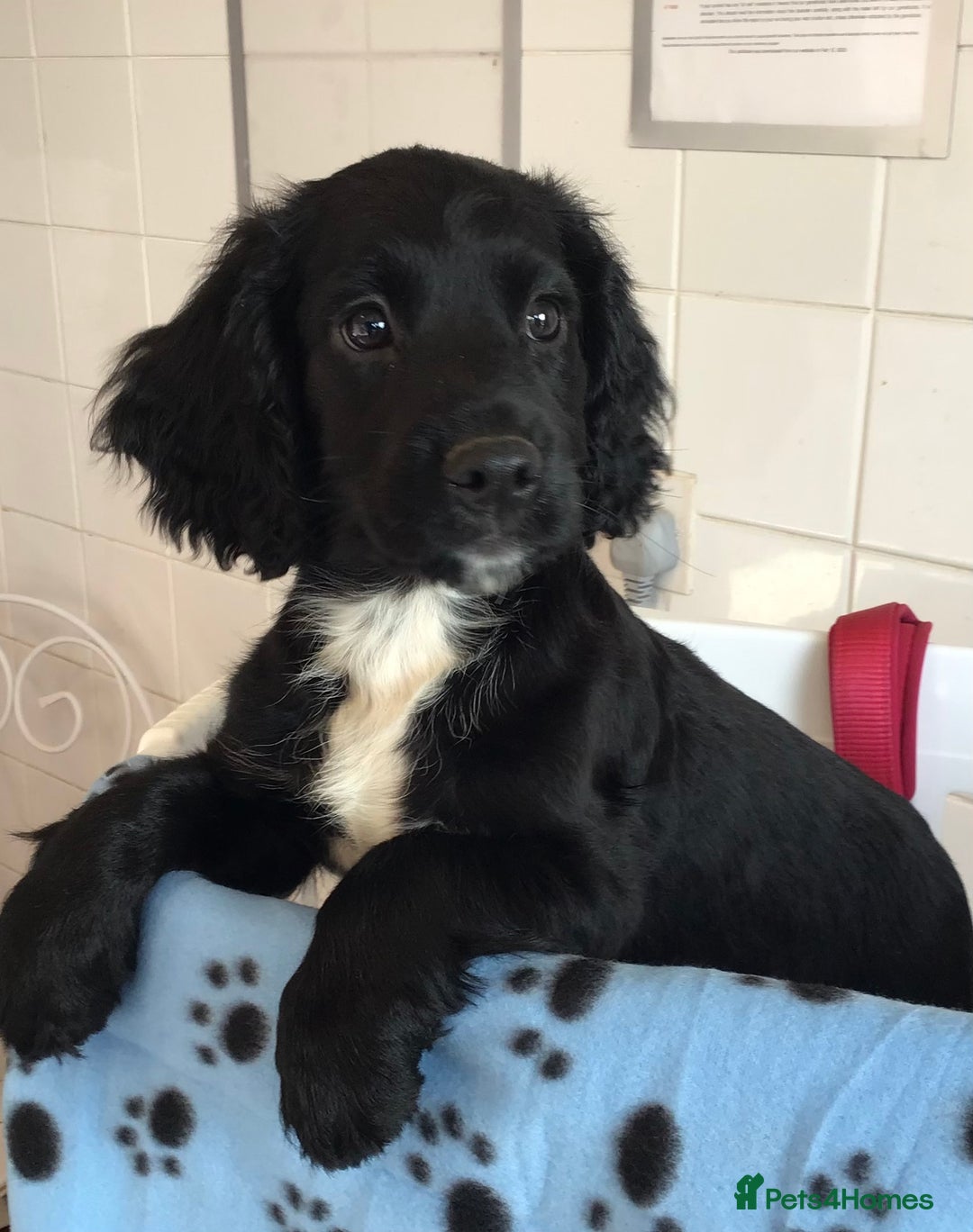 Cocker Spaniel dogs for sale: LAST PUPPY, READY 2 GO, 5* COCKER SPANIELS - Image 6