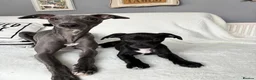 Mixed Breed dogs for sale: Whippet x Jack Russell in Gillingham - Advert 3