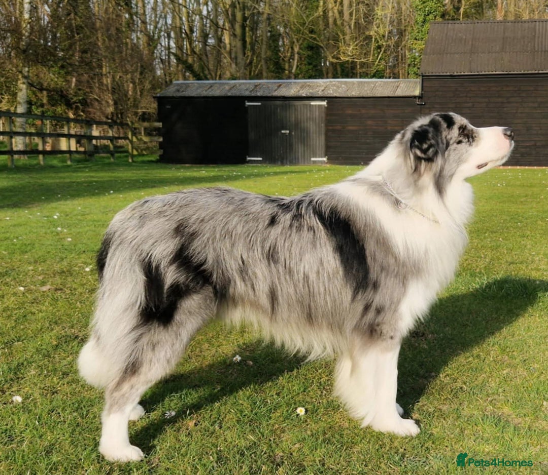 Border Collie dogs for sale: Champion line puppies  - Image 9