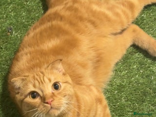 Scottish Fold cats - Advert 2