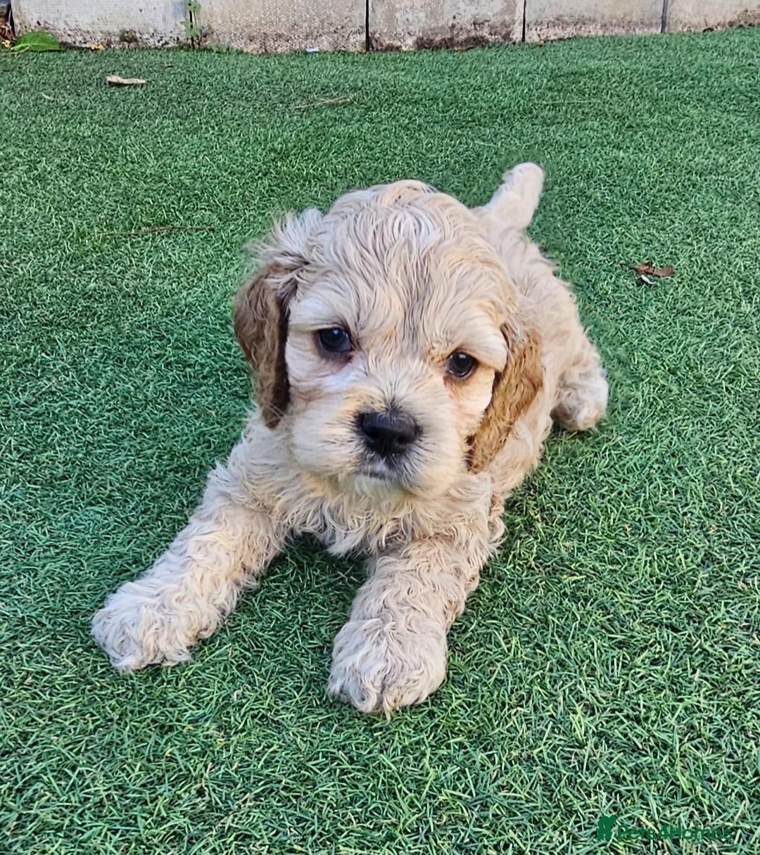 Cockapoo dogs  F1b extensively DNA tested American cockerpoo  - Advert 6